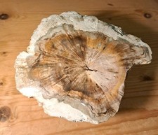 Large Piece of Fossilised