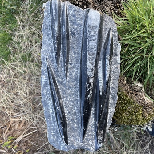 Orthoceras plate straight horn - plate,