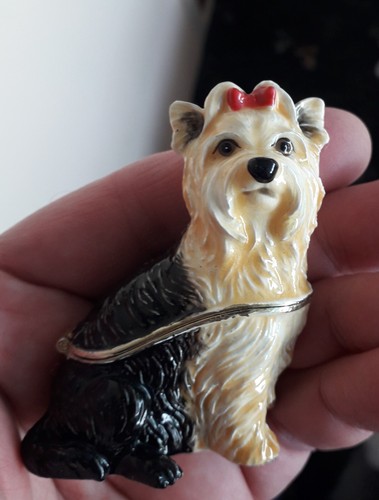 Yorkshire terrier sitting - yorkshire,
