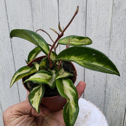 Hoya carnosa 3 deep - hoya, 2