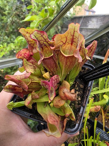 Sarracenia purpurea ssp venosa - purpurea,