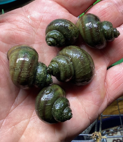 Mystery snails asian ringed - mystery,