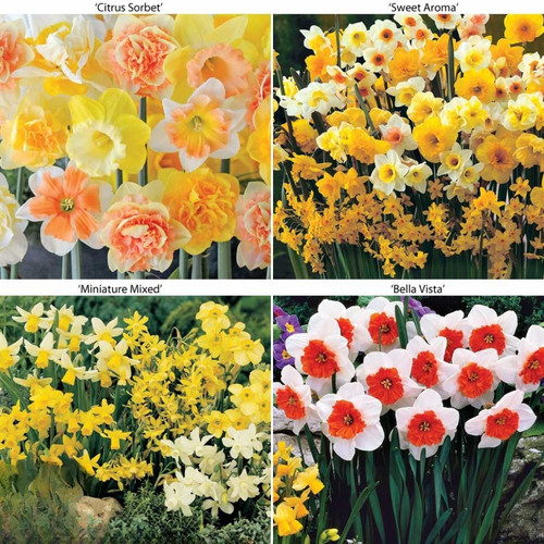Daffodil ultimate collection - daffodil,