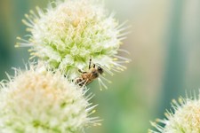 10x GIANT Allium NIGRUM Spring Flowering Garden Autumn Perennial Plant Bulbs 