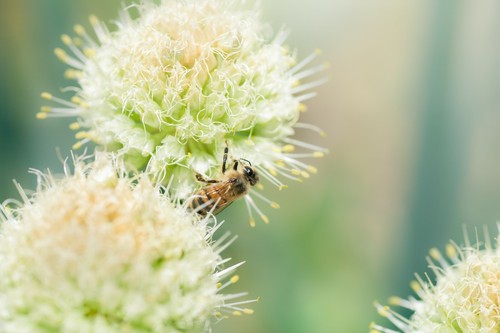10x allium nigrum bulbs white - bulbs,
