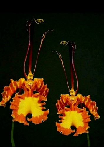 Psychopsis mariposa new - psychopsis, 1