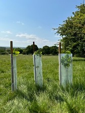 50no Biodegradable Tree/ Hedge Guards & Shrub Shelters, 63mm Diameter x 60cm.