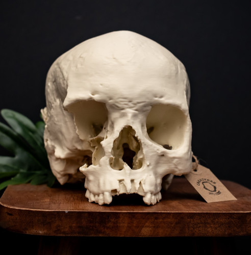 Human skull replica life - replica,