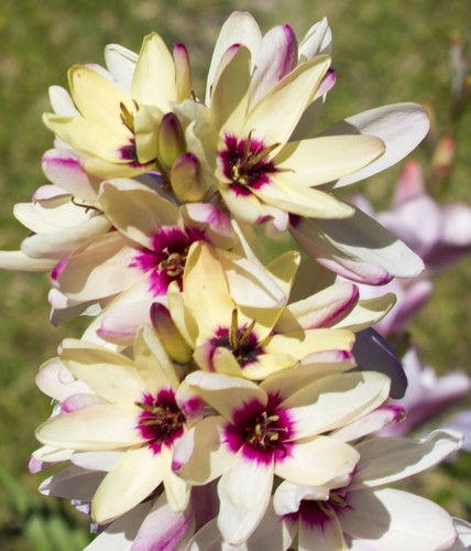 Ixia hogarth bulbs summer - 20,