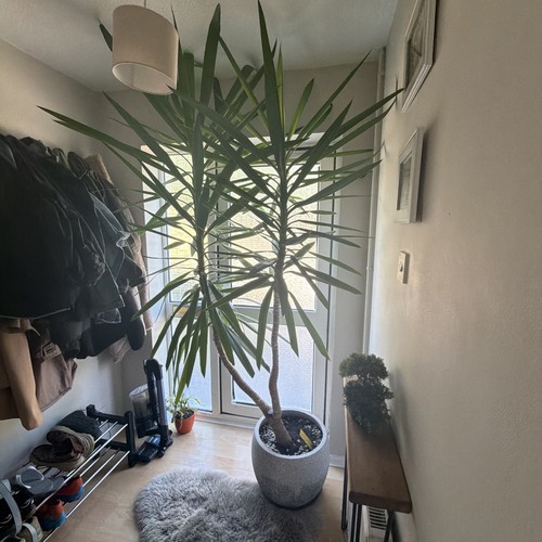 Feet big yukka plant indoor - 7,