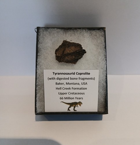 Genuine tyrannosaurid - genuine,