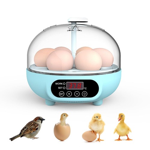Egg incubator automatic - egg,