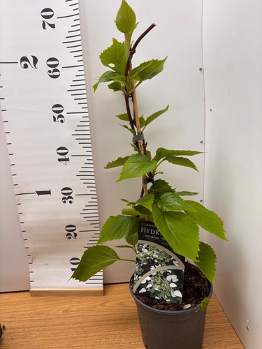 Climbing hydrangea - climbing,