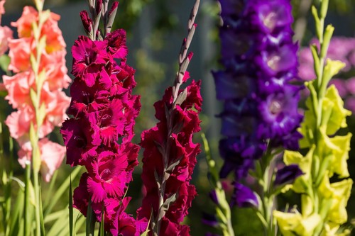 20x gladioli large - large, flowering