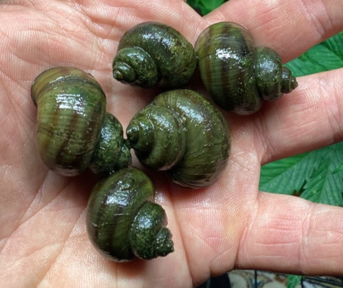 Mystery snails asian - asian, ringed