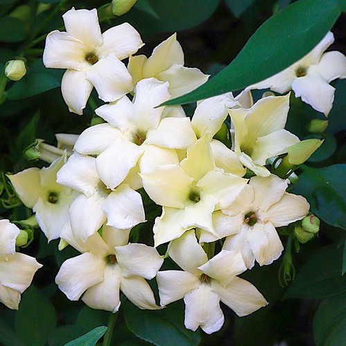 Jasminum officinale - x,