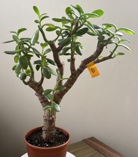 Crassula Ovata Jade Succulent