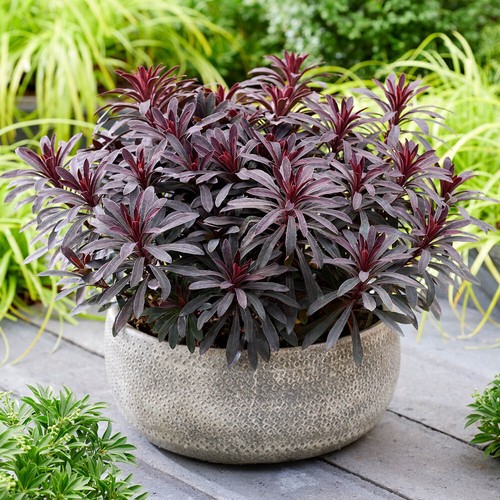 Perennial plants euphorbia - perennial, plants,