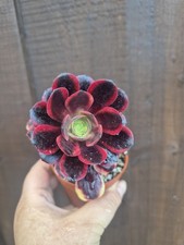 Aeonium Big Bang Variegated |