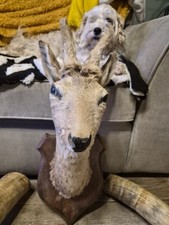 Taxidermy Roe Deer Head Mount