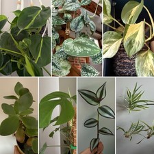 12 x Selection Box Mystery Houseplant Bundle House Plant Cuttings UNROOTED