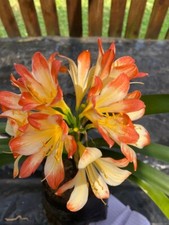 Clivia miniata Picotee Germinated seeds. UK National Collection holders