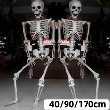 40-170cm Poseable Skeleton