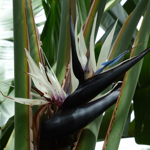 Strelitzia nicolai giant - strelitzia, nicolai|giant
