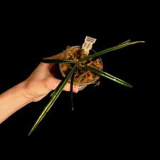 Hoya insularis - Houseplant - P1218