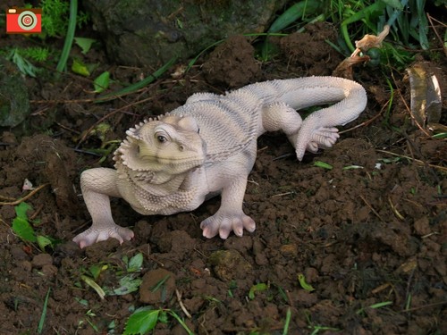 Bearded dragon lizard vivid - bearded,