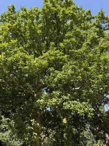English oak saplings buy one - saplings,
