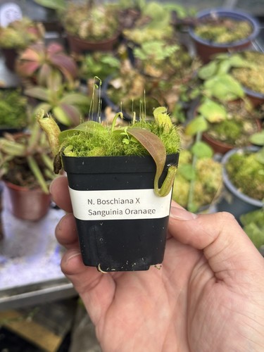 Nepenthes boschina sanguinea - nepenthes,
