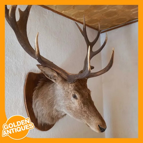 Large red deer stag head - large,