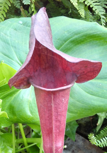 Sarracenia catesbeai purp - sarracenia, (purp