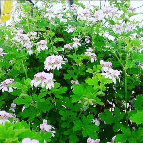Pelargonium graveolens rooted - pelargonium, graveolens,rooted