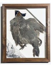 Gambel quail skin shadow box - quail,