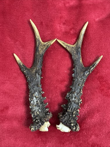 Pair roe deer antlers - pair,
