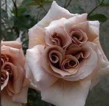 JAPANESE ROSE LATTE ART BARE