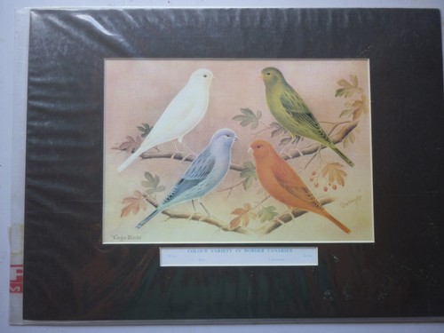 Border canaries mounted - border, canaries,