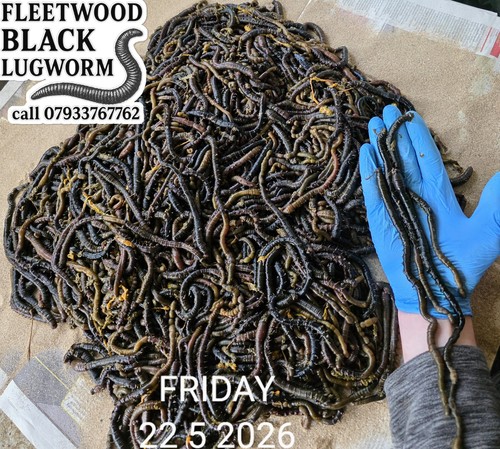 Frozen black lugworm packs - lugworm,