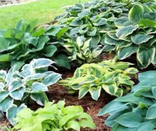 Hostas random mix - random, will