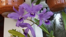 Cattleya bowringiana var
