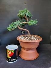 (6R) Juniper Bonsai Tree
