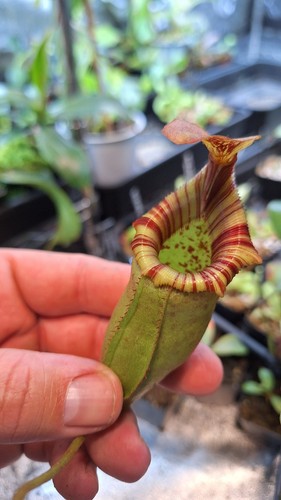 Nepenthes sibuyanensis - nepenthes, x