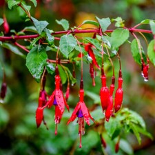 Hardy Fuchsia 'Fuchsia