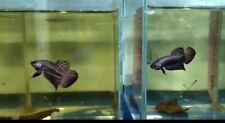 Copper Alien Betta Male and Female A pair - IMPORT LIVE BETTA FISH FROM THAILAND
