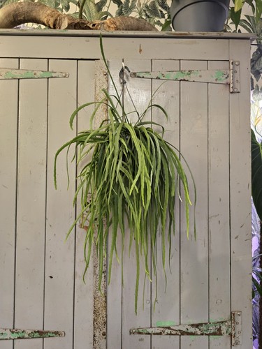 Lepismium bolivianum the - bolivianum, (the