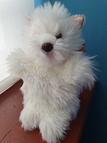 West highland terrier - west,