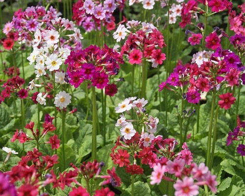 Primula japonica hybrid mix - japonica,