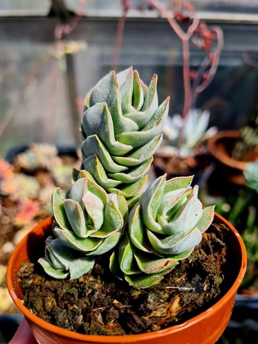 Crassula pangolin the - crassula,
